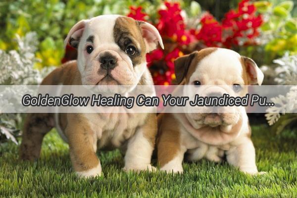 GoldenGlow Healing Can Your Jaundiced Pup Benefit from Probiotics